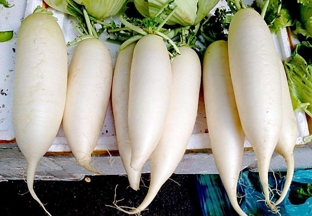 10.17 白萝卜最新价格行情