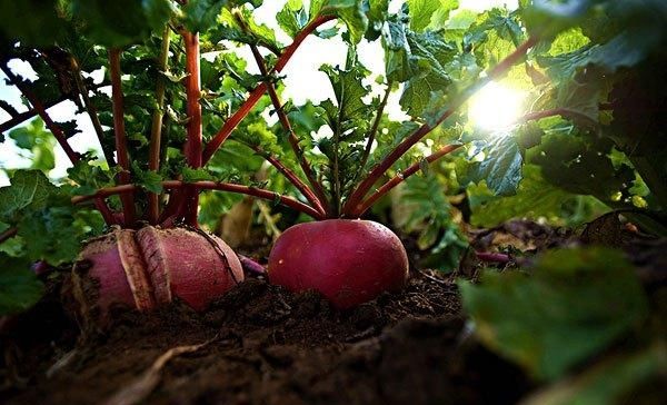 10.28 白萝卜最新价格行情