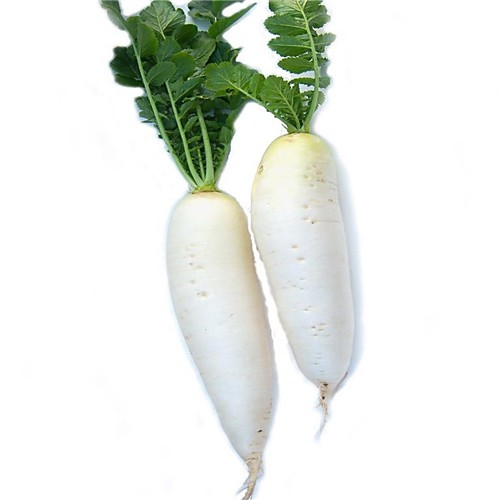 11.11白萝卜价格行情