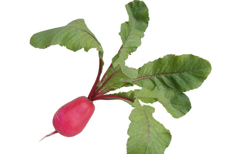 女人吃红皮萝卜的好处 红皮萝卜的营养价值