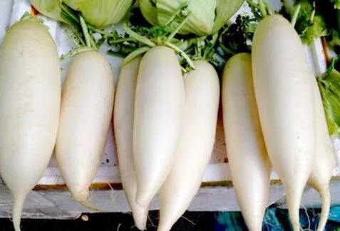 萝卜主要病虫害有哪些