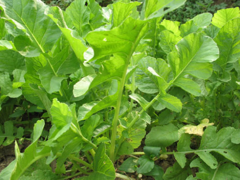 萝卜苗菜的种植要点