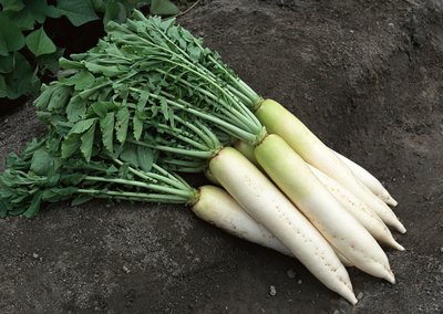 11.6白萝卜价格行情