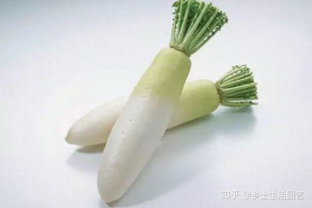 掌握这些技巧，萝卜粗大又健康