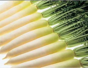 秋萝卜种植方法，注意事项，需要认真解读