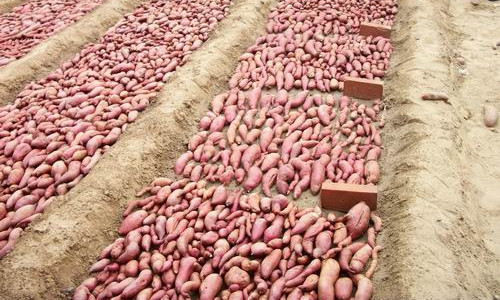 甘薯育苗苗床管理方法，来借鉴一下