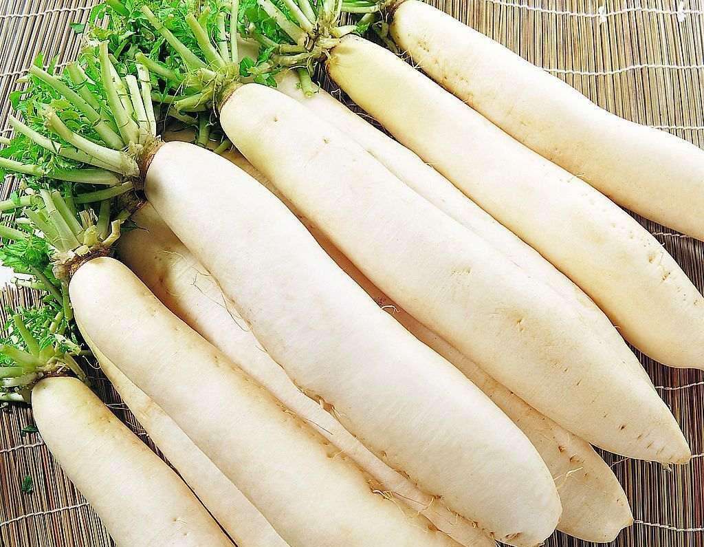 1.8白萝卜价格行情