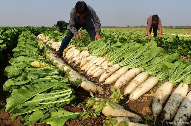 春季萝卜高产栽培技术