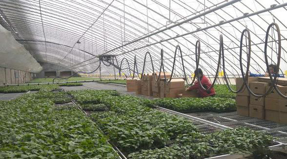 农村种植蔬菜从几月份开始种？种哪些蔬菜？