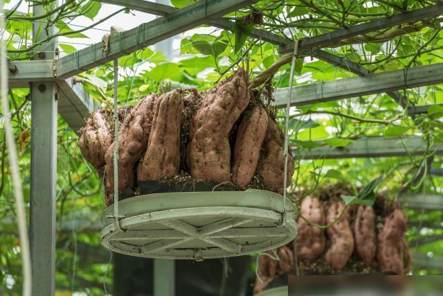 红薯怎么种高产？红薯栽培新技术：种植过程需要注意哪些问题