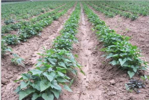 你知道夏季如何种植红薯产量高吗？有没有好方法？