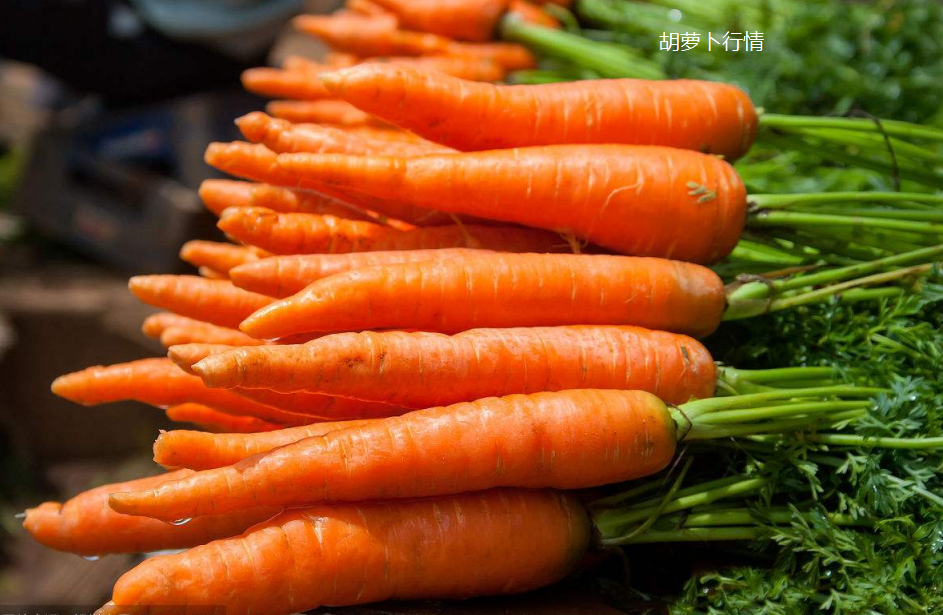 2020 年8月25日胡萝卜行情