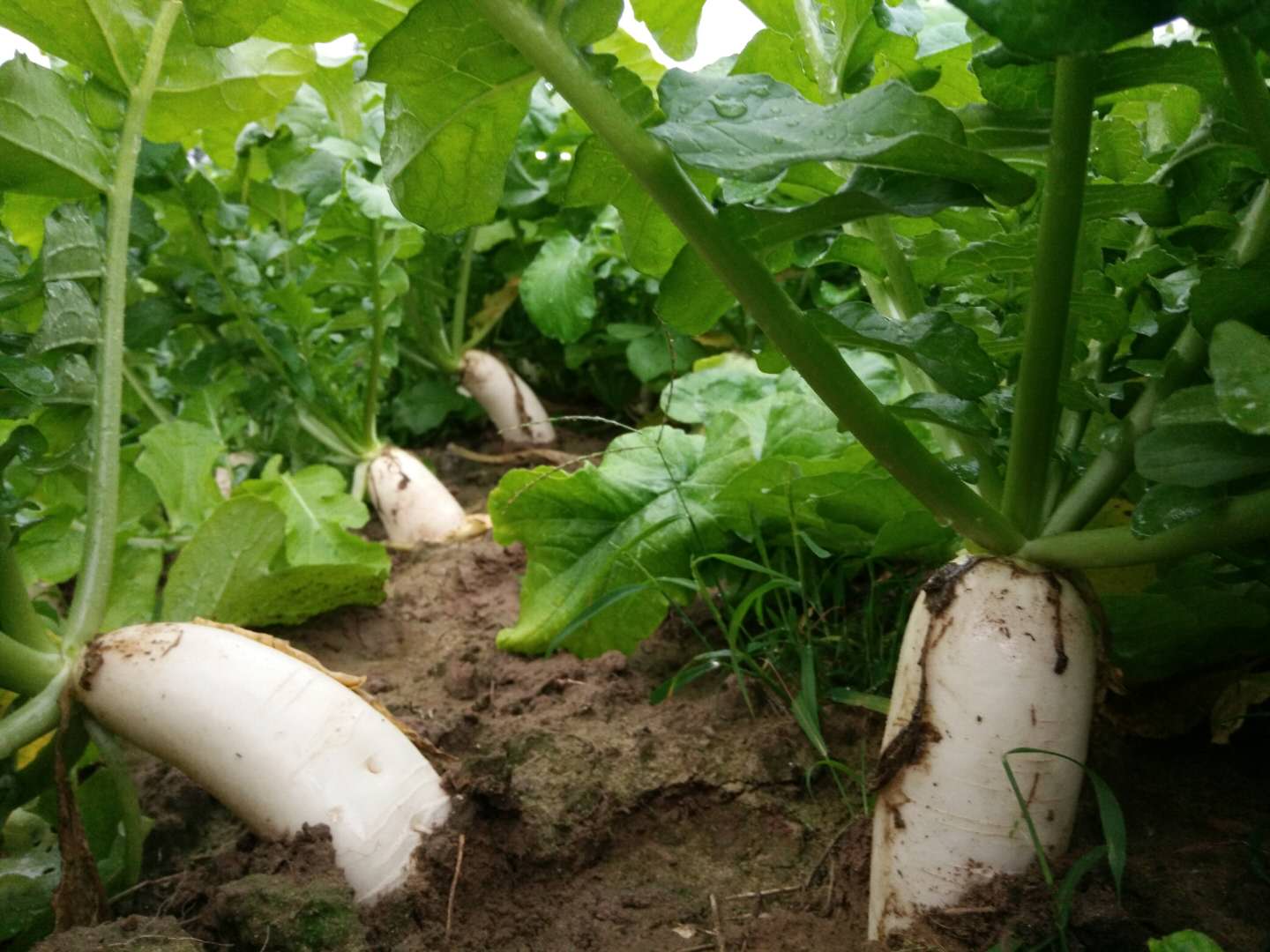 白萝卜什么时候种?白萝卜种植时间
