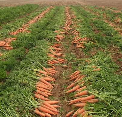 萝卜种植技术