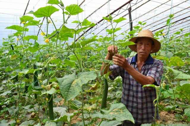 蔬菜大棚种植黄瓜过程中，黄瓜烂尖是怎么回事？如何进行防治呢？