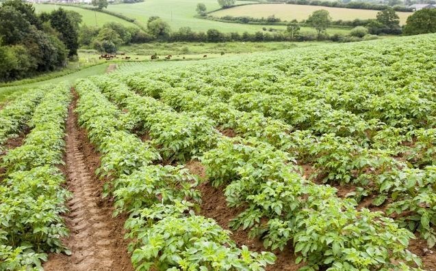 土豆如何种植能高产？需要哪些准备工作？病虫草害怎么防治？