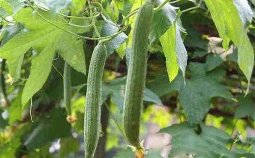 立夏之后，农村菜园子里适宜种植这几种蔬菜