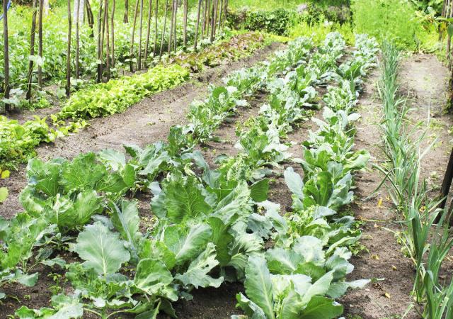 春季种植这两种蔬菜，懒人都能种植好！